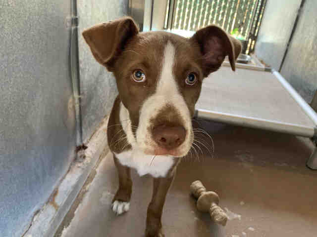 adoptable Dog in Bonita, CA named A1942091
