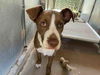 adoptable Dog in  named A1942091