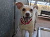 adoptable Dog in ,  named A1942151