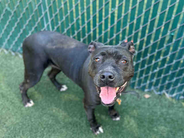 Pit Bull