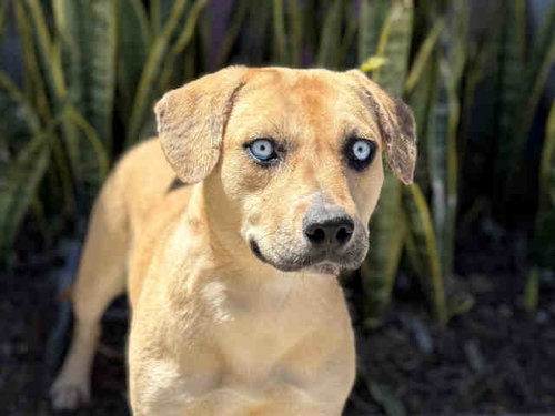 SKYE, an adoptable Hound in Bonita, CA