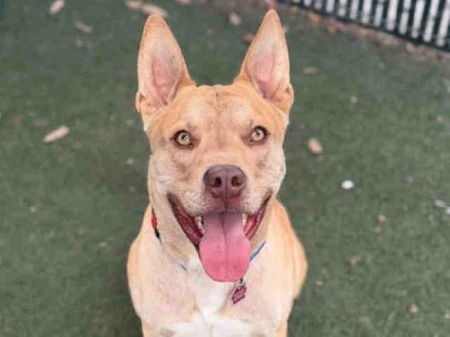 BRUNO, an adoptable Pit Bull Terrier in Bonita, CA