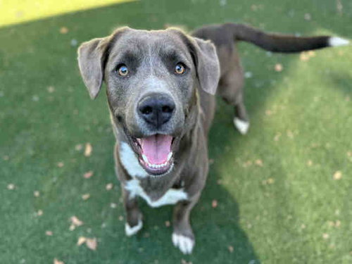 SPROUT, an adoptable Pit Bull Terrier in Bonita, CA