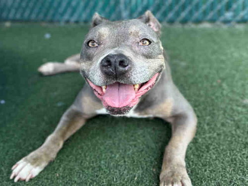 SHUGGA BOOG, an adoptable Pit Bull Terrier in Bonita, CA