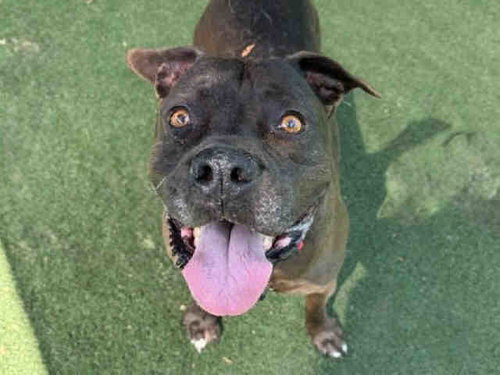 MIA, an adoptable Pit Bull Terrier in Bonita, CA