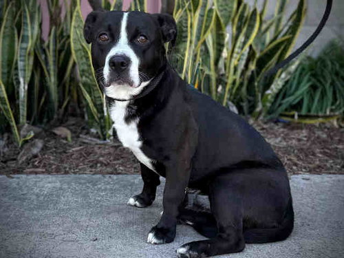 BUGSY, an adoptable Terrier in Bonita, CA