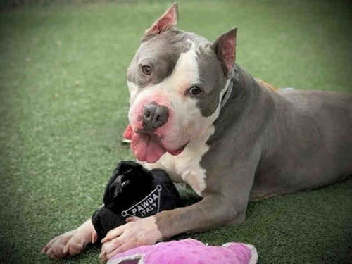 VIRGIL, an adoptable Pit Bull Terrier in Bonita, CA