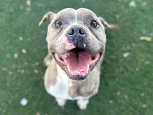 JUMBA, an adoptable Pit Bull Terrier in Bonita, CA