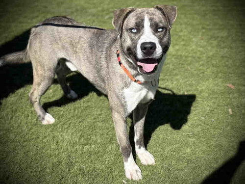 ZEUS, an adoptable Pit Bull Terrier in Bonita, CA