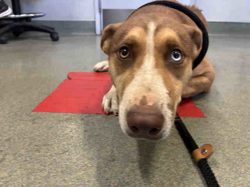 PEPSI, an adoptable Pit Bull Terrier in Bonita, CA