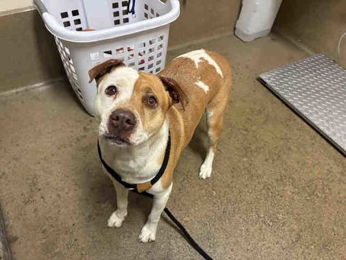 FANTA, an adoptable Pit Bull Terrier in Bonita, CA