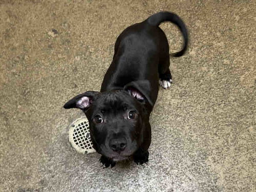 DRACO, an adoptable Pit Bull Terrier in Bonita, CA