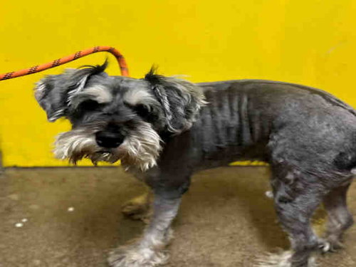 PRINCE, an adoptable Miniature Schnauzer in Bonita, CA