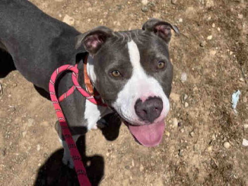 PENNY, an adoptable Pit Bull Terrier in Bonita, CA