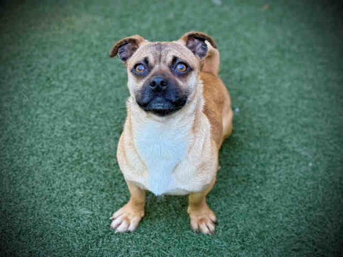 RICKEY, an adoptable Pug in Bonita, CA
