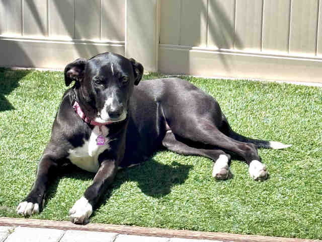 Olive - Hound