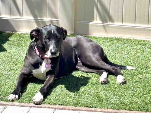 Olive, Hound / Mixed (medium coat)