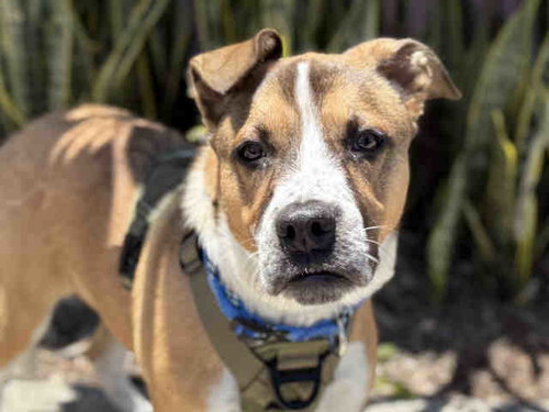 JACKSON, an adoptable Terrier in Bonita, CA