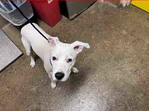 CASPIAN, an adoptable Pit Bull Terrier in Bonita, CA