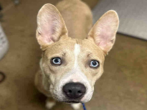 SAPPHIRE, an adoptable Pit Bull Terrier in Bonita, CA