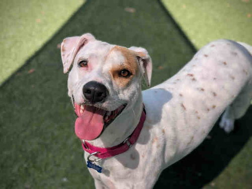 DEMI, an adoptable Pit Bull Terrier in Bonita, CA