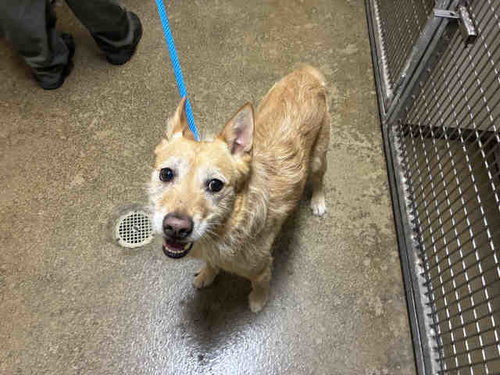 ROCCO, an adoptable Terrier in Bonita, CA