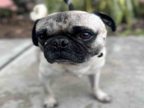 LENTIL, an adoptable Pug in Bonita, CA
