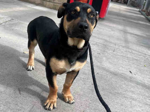 BUDDY, an adoptable Basset Hound in Bonita, CA