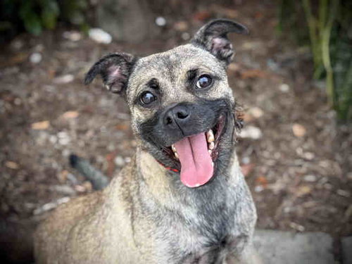 MABEL, an adoptable Pug in Bonita, CA