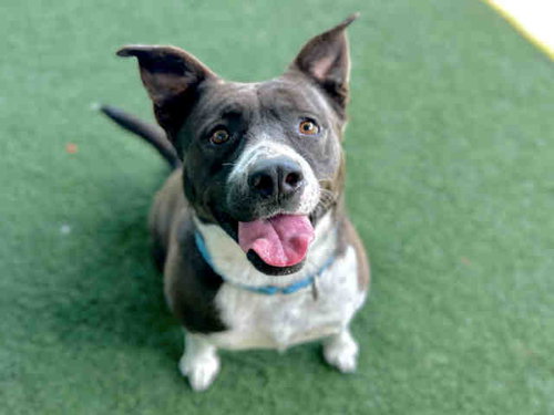 SANDY, an adoptable Pit Bull Terrier in Bonita, CA