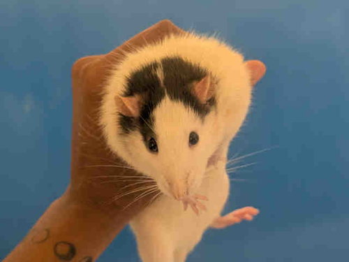 THEODORE