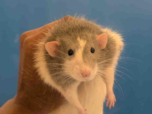 SIMON