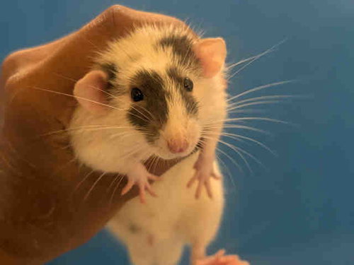 ALVIN