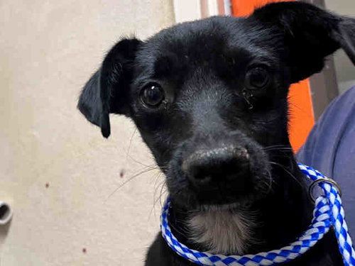 OLLY, an adoptable Terrier in Bonita, CA
