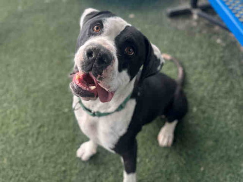 DARY, an adoptable Pit Bull Terrier in Bonita, CA