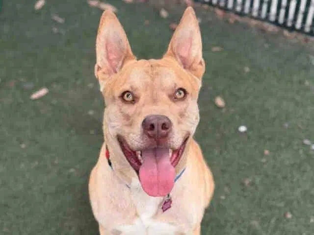 Bruno - Pit Bull Terrier