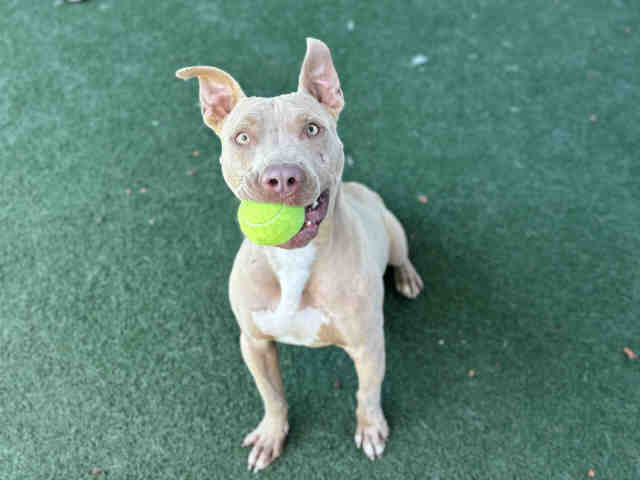 Blue - Pit Bull Terrier