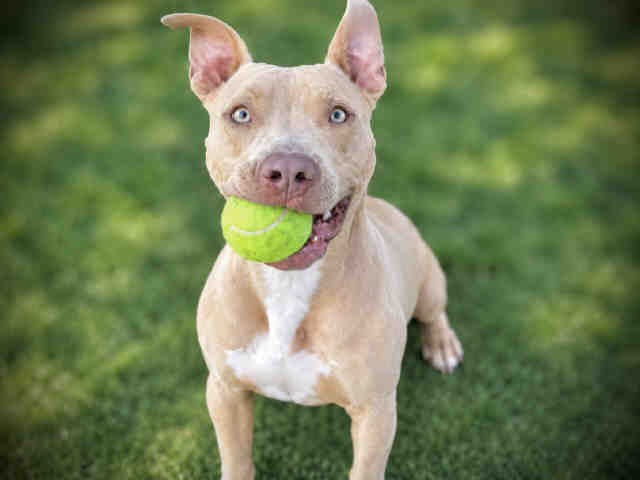 Photo of BLUE, an adoptable pet
