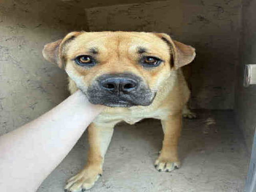 picture of the dog needing adoption
