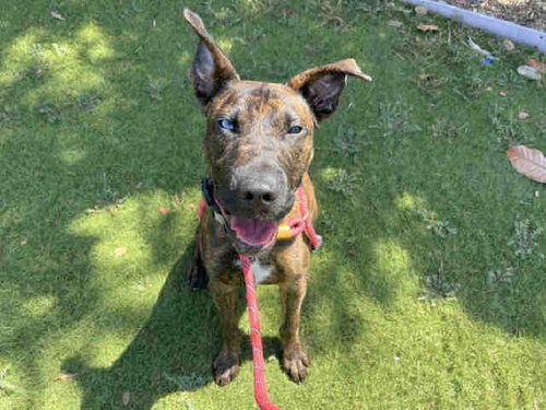 picture of the dog needing adoption