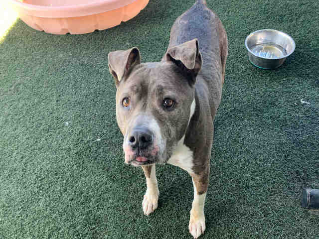 Bella - Pit Bull Terrier