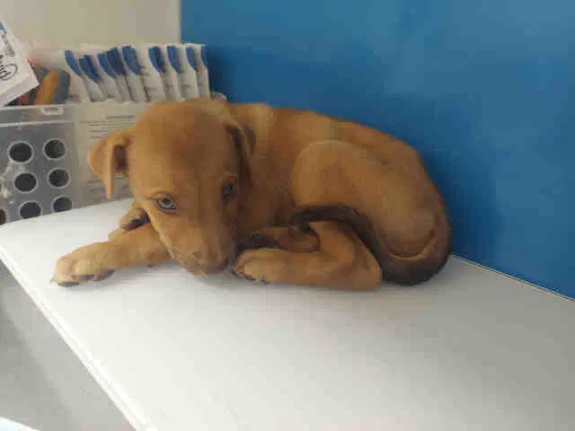 Unknown - Pit Bull Terrier