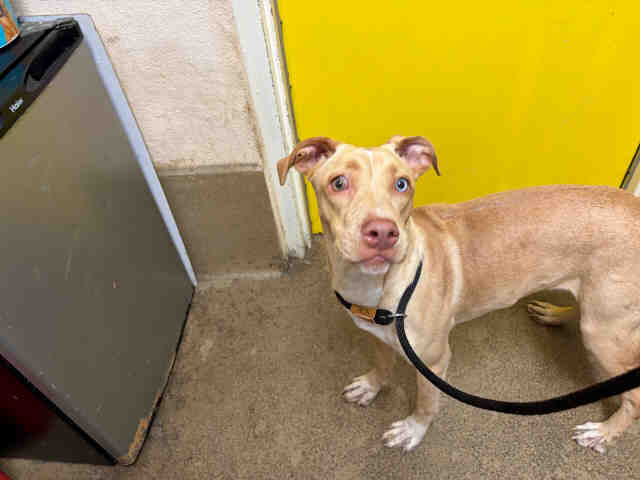 Princess - Pit Bull Terrier