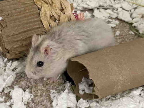 NIBBLER, a hamster for adoption from San Diego County Department of Animal Services - South Shelter