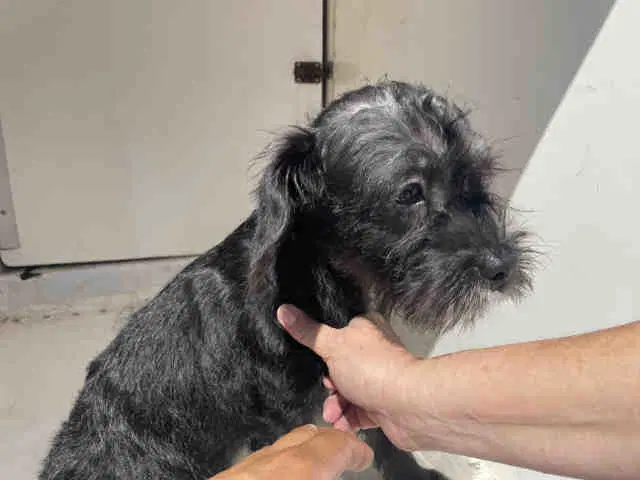 Chubs - Terrier