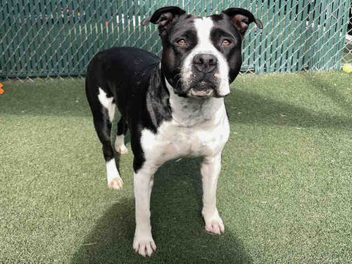 ZONNA, a dog for adoption from San Diego County Department of Animal Services - South Shelter