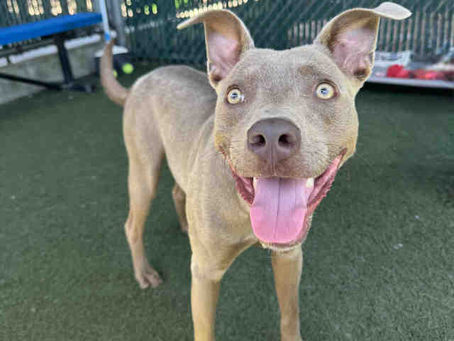 Oakley, Pit Bull Terrier