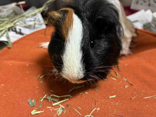 RICK, a guinea pig for adoption from San Diego County Department of Animal Services - South Shelter