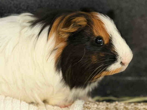 Rick, Guinea Pig (medium coat)