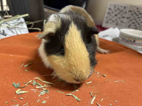 MORTY, a guinea pig for adoption from San Diego County Department of Animal Services - South Shelter
